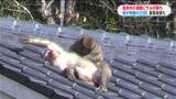 「サルが来るときは30から40匹屋根に」道路をわが物顔で農業被害も 鹿児島・姶良市 | 鹿児島のニュース|MBC NEWS|南日本放送