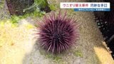 【ウニ すり替えの手口⁉】憤る養殖業者が気づいた"ロープの結び方の違い"　飼育資材の入れ替えのタイミング狙ったか　約6000万円の被害　海上保安部が捜査　熊本・天草|TBS NEWS DIG