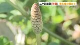 「熊本県内で20℃を超える所も」 気温が一気に上がり  “季節が進む”  二十四節気「啓蟄」　|　熊本のニュース｜RKK NEWS｜RKK熊本放送
