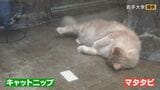 「猫にマタタビ」を科学的に証明 ネコがマタタビに反応するのはなぜ？名古屋大学などの研究チームが発表|TBS NEWS DIG