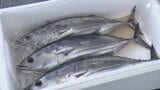 獲りに行きたくても足を伸ばせない...静岡県内で「もちがつお」が不漁に 中東情勢による燃料高騰が影響 | 静岡のニュース | SBSNEWS | 静岡放送