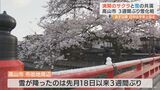 満開のサクラと雪化粧共演 岐阜・ 高山市 | 名古屋・愛知・岐阜・三重のニュース【CBC news】 | CBC web