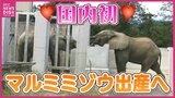 国内初の出産へ 絶滅危惧種「マルミミゾウ」繁殖プロジェクト やんちゃメイと慎重なダイを見守る人達 予定日は今年夏以降 広島・安佐動物公園|TBS NEWS DIG