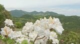 山肌を彩る2万本のシャクナゲが見頃 大分・日田市 | 大分のニュース|OBS NEWS|大分放送