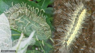 【画像閲覧注意】大量発生の“毛虫”『アメリカシロヒトリ』とは? 青森県八戸市の公園や学校に“うじゃうじゃ”と… 約3年周期で大量発生? 駆除業者は記録的猛暑など影響の可能性指摘「全滅は不可能に近い」 | 青森のニュース│ATV NEWS│青森テレビ