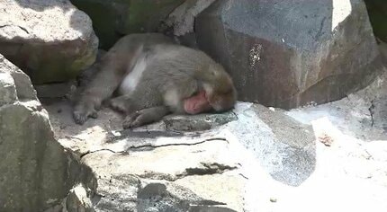 サル、ぐったり…」「この暑さは、まるでサウナ…」長野・飯田で観測史上