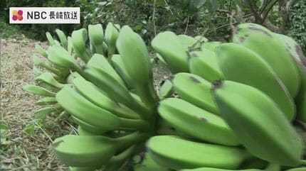 南国でもない長崎県五島市の民家の庭に バナナの実 150本！ 気になるお