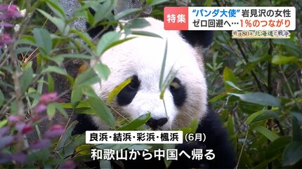 中国　8月20日　例外の日 スタッフピン　パンダ　悠悠　ヨウヨウ　１日限定配布品 四川省公認“パンダ大使”の日本人女性「1%は繋がってる」日中友好の証
