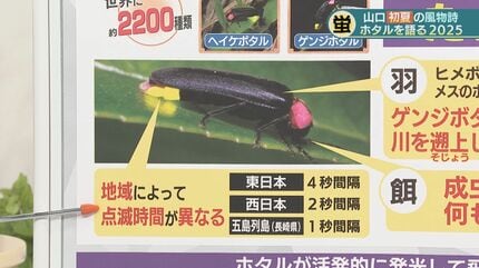 知れば知るほどわからない」専門家が語るホタルの神秘レア度MAX
