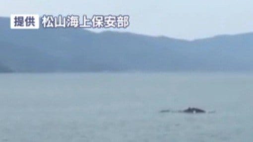 体長10メートルか 伊予市沖でクジラを目撃|TBS NEWS DIG