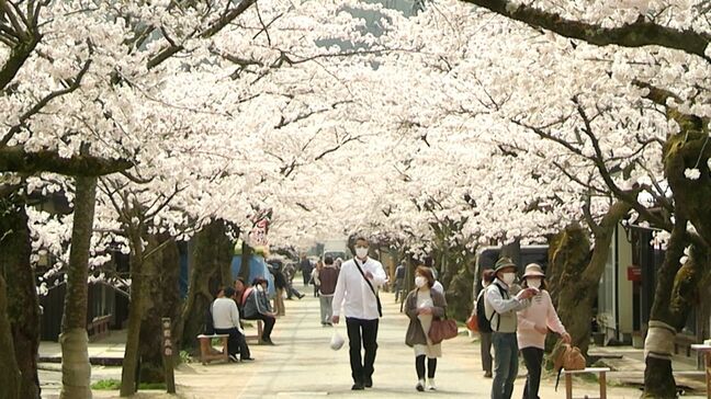 新庄村に遅い春 がいせん桜ようやく満開に 旧出雲街道の宿場町を彩る133本のソメイヨシノ【岡山】|TBS NEWS DIG