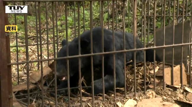 目撃件数は日々増え続け...県は「クマ出没警報」を発令 山に近い住宅地などでも注意(山形)|TBS NEWS DIG