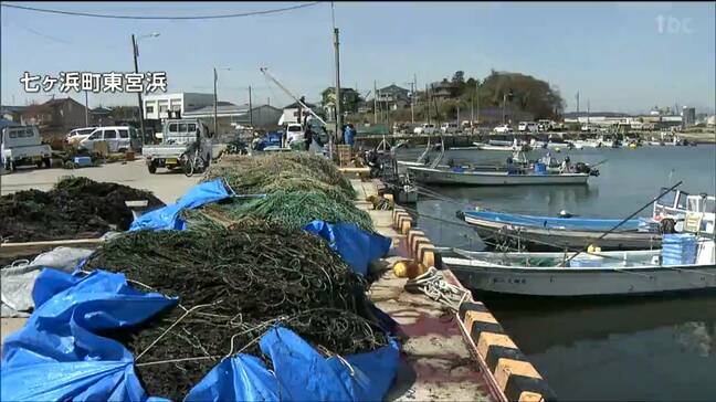 宮城・七ヶ浜町で破損した養殖網の撤去作業進む　巡視船の「重油漏れ被害」で出荷できなくなったノリの成長が進んだ影響|TBS NEWS DIG