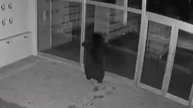 【動画】「かわいい」「猫みたい」クマがガラスに映る自分に驚いた!?→突進しガラス破壊 身近に迫るクマの危険 政府は関係閣僚会議で「緊急銃猟の拡大適用」(山形)|TBS NEWS DIG