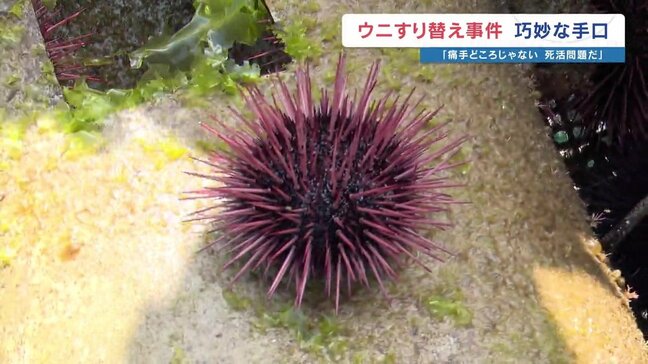 【ウニ すり替えの手口⁉】憤る養殖業者が気づいた"ロープの結び方の違い"　飼育資材の入れ替えのタイミング狙ったか　約6000万円の被害　海上保安部が捜査　熊本・天草|TBS NEWS DIG