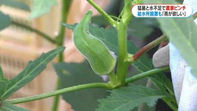 「雨がほしい」「野菜もダラッと」連日の暑さで夏野菜にも影響が…変形や収量減も　阿久根市では給水所設置|TBS NEWS DIG
