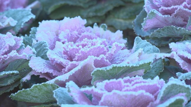 放射冷却で“霜”も 金沢0.9度など石川9観測地点で今季最低 日中はぽかぽか陽気に|TBS NEWS DIG