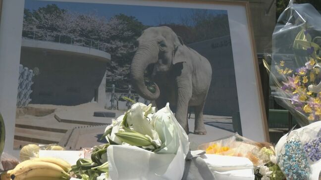 “動物園のアイドル”人気のアジアゾウ「ふじ子」悼む ありがとうデーイベントでゾウ舎を一般開放 岡崎市の東公園動物園|TBS NEWS DIG