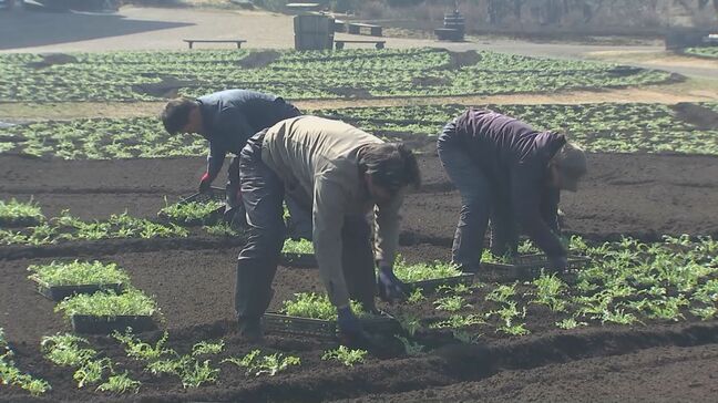「くじゅう花公園」で植え付け本格化 ネモフィラ8万株を準備 大分|TBS NEWS DIG