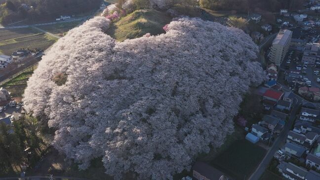 「ここにしかない桜の絶景」3000本が丘を彩る　市民が守り育ててきた桜の名所「弘法山古墳」　長野・松本市|TBS NEWS DIG
