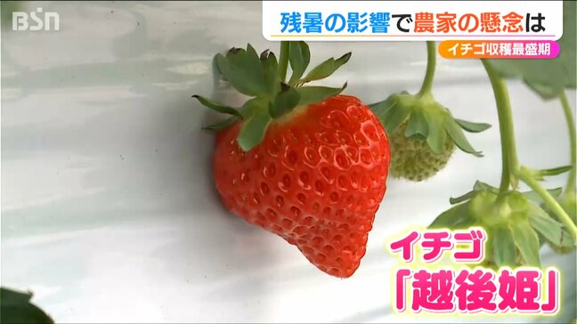 収穫の最盛期むかえるも『残暑の影響』で「収穫が続いてくれるか心配」イチゴ農家の懸念|TBS NEWS DIG