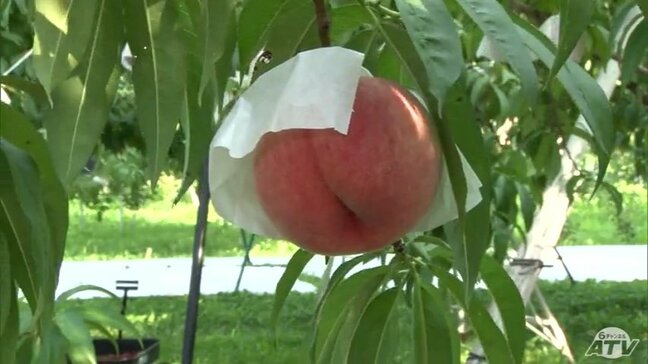 「川中島白桃」の収穫はじまる　糖度11度以上のものは“津軽の桃”として出荷　その中でも糖度14度以上のものは“プレミアム桃”として販売「いつもより甘く出来ていると思う」　青森県平川市|TBS NEWS DIG