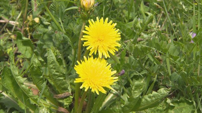 城跡に生える在来種「トウカイタンポポ」盗掘被害相次ぐ　誰が？なぜ？　バケツ・スコップ手にした2～3人ほどのグループ、外国人の可能性も　「希少植物の不法販売」「漢方目的」か　鳥取県米子市|TBS NEWS DIG