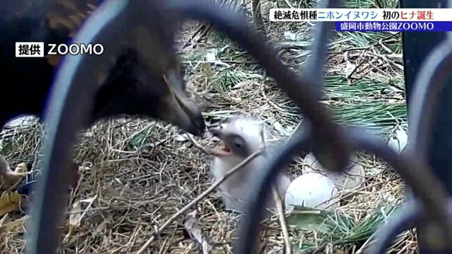 「温かく見守っていただきたい」盛岡市動物公園ＺＯＯＭＯで初めて二ホンイヌワシのヒナ誕生　岩手　|TBS NEWS DIG