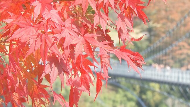 九重“夢”大吊橋周辺で紅葉ピーク 赤や黄色に染まる絶景が観光客を魅了 大分|TBS NEWS DIG