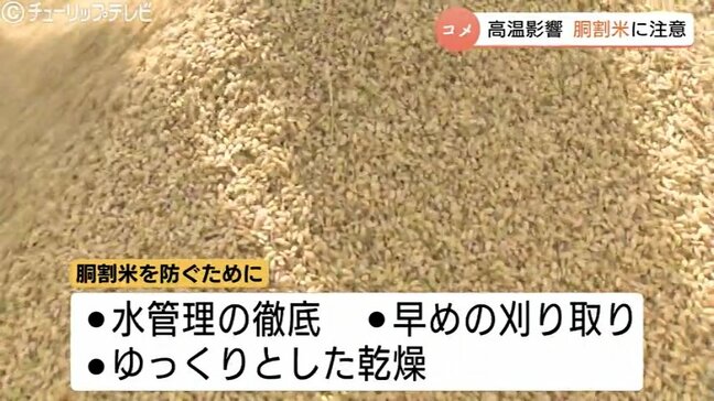 穂が出てからも高温傾向 県が胴割米に注意呼びかけ コシヒカリと富富富の生育は平年並み 富山|TBS NEWS DIG