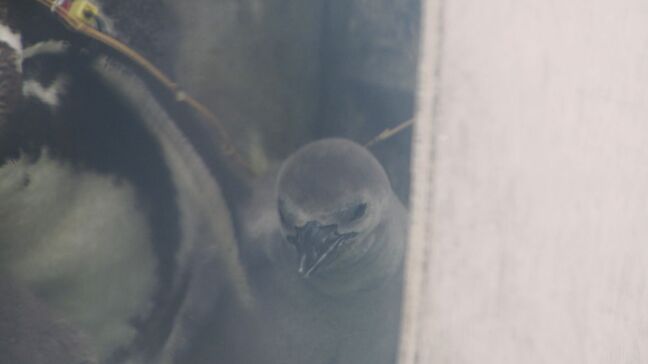 親が協力して育児　フンボルトペンギンのひな２羽誕生　徳山動物園　山口|TBS NEWS DIG