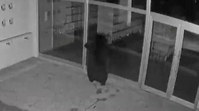 【動画】「かわいい」「猫みたい」クマがガラスに映る自分に驚いた！？→突進しガラス破壊　身近に迫るクマの危険　政府は関係閣僚会議で「緊急銃猟の拡大適用」（山形）|TBS NEWS DIG