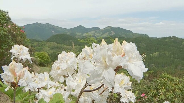 山肌を彩る2万本のシャクナゲが見頃　大分・日田市|TBS NEWS DIG