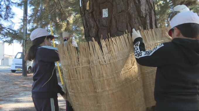 地元自慢のマツに冬支度　「日本の白砂青松100選」の海岸で児童がこも巻き体験|TBS NEWS DIG