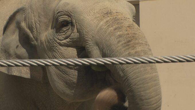 プレゼントはフルーツ１０キロ！ゾウのナマリー１８歳のお誕生日会|TBS NEWS DIG