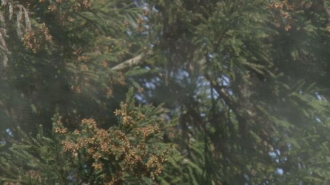 スギ花粉 大量飛散か…三連休明けにも急激な気温上昇　飛散開始が早まり2月17日ごろ　富山県森林研究所が予測　|　富山のニュース｜天気・防災｜チューリップテレビ