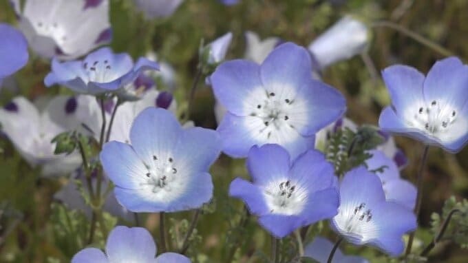 花の都公園で10万株のネモフィラが見ごろ迎える　山梨・山中湖　|　山梨のニュース | ＵＴＹテレビ山梨