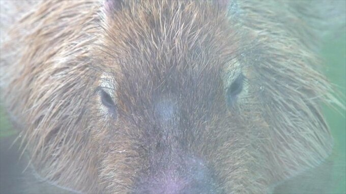 カピバラがお湯に浸かって越冬！山梨・万力公園のカピバラの湯　3月まで　|　山梨のニュース | ＵＴＹテレビ山梨