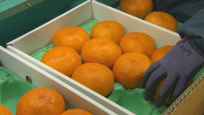 かんきつ収穫量・全国1位に愛媛県 和歌山抜き2年ぶり 収穫量1位も10品目と圧倒 市場価格も和歌山よりキロ40円以上高値　|　愛媛のニュース - Nスタえひめ｜あいテレビは6チャンネル