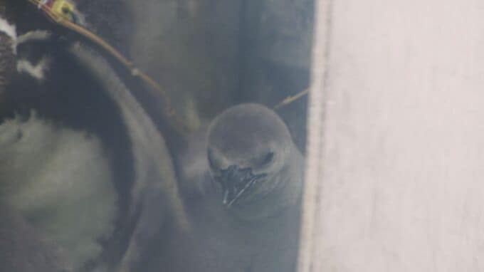 親が協力して育児　フンボルトペンギンのひな２羽誕生　徳山動物園　山口|TBS NEWS DIG