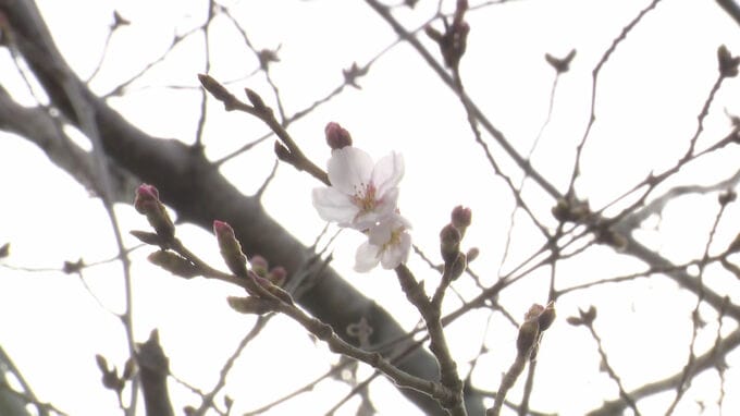 佐賀でサクラが開花　平年より1日遅く、去年より4日早い　|　福岡のニュース｜RKB NEWS｜RKB毎日放送