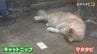 「猫にマタタビ」を科学的に証明 ネコがマタタビに反応するのはなぜ？名古屋大学などの研究チームが発表　|　名古屋・愛知・岐阜・三重のニュース【CBC news】 | CBC web