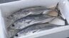 獲りに行きたくても足を伸ばせない...静岡県内で「もちがつお」が不漁に 中東情勢による燃料高騰が影響　|　静岡のニュース | SBSNEWS | 静岡放送