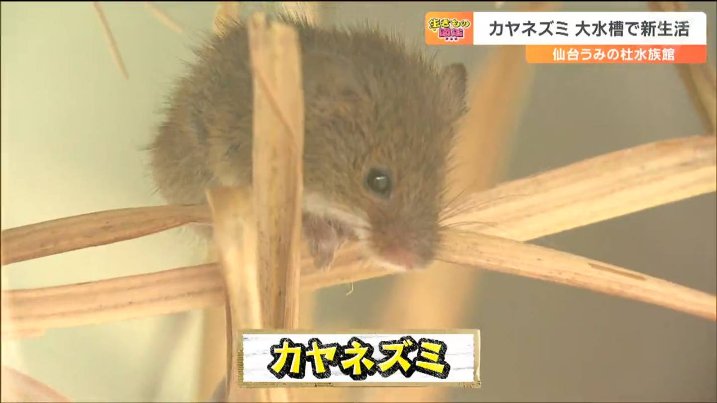 日本で最も小さいネズミ「カヤネズミ」生息する“北限”実は宮城だった | TBS NEWS DIG