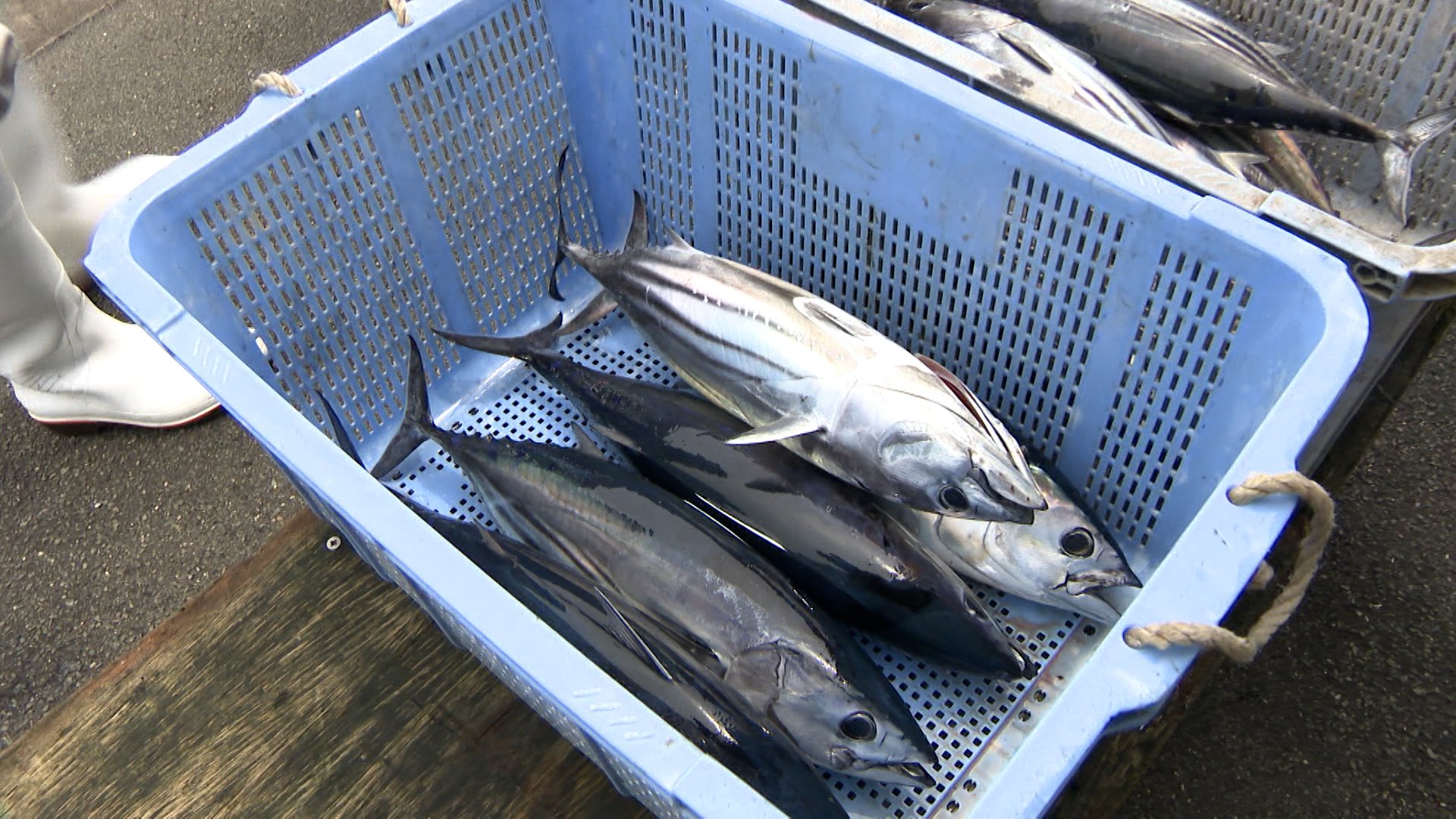 img_0c90c7a286b271508382ba5c75