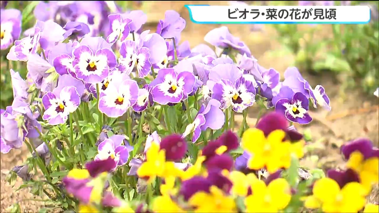 やくらいガーデンで初夏の高原を彩る「ビオラと菜の花」が見ごろ 宮城