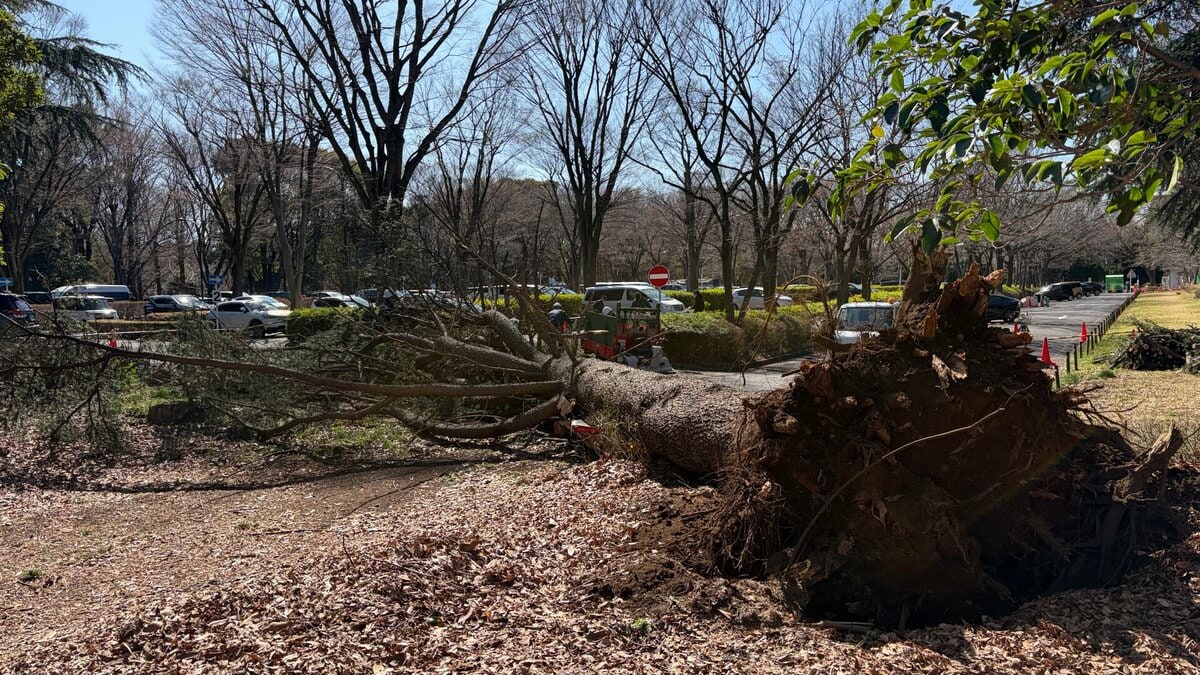 東京・世田谷区 砧公園で2日連続の倒木 駐車場の車2台が巻き込まれる