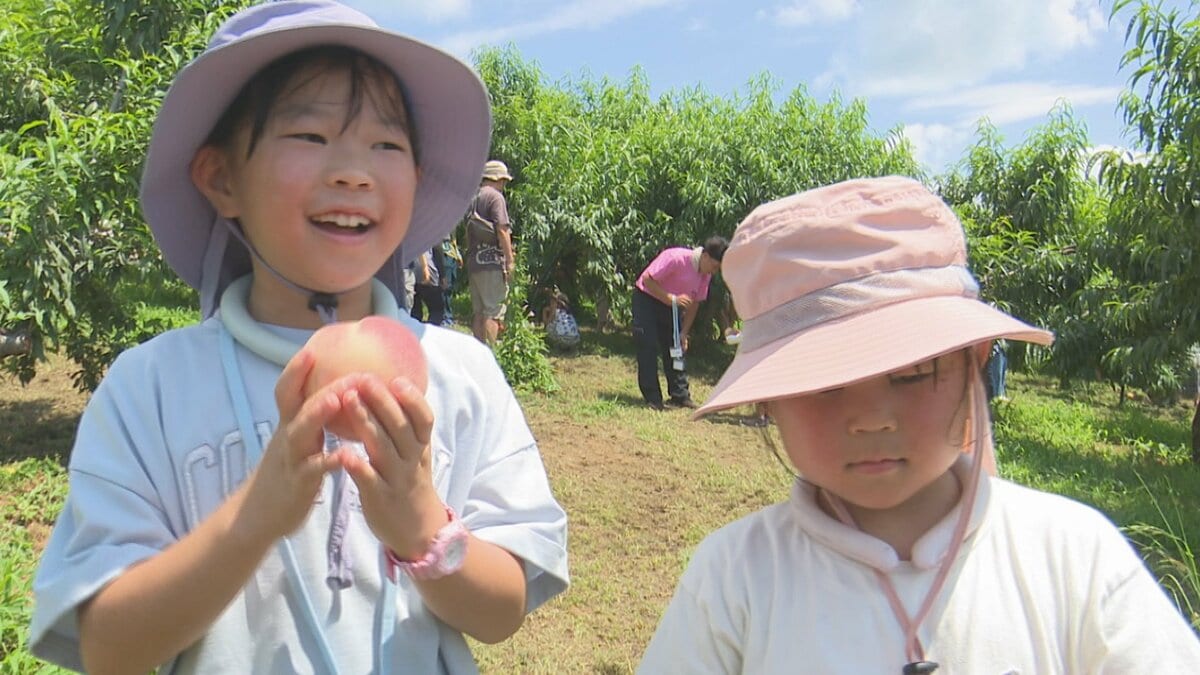 訳ありの桃」1袋2個入り150円で販売 収穫体験も人気 「ももフェス