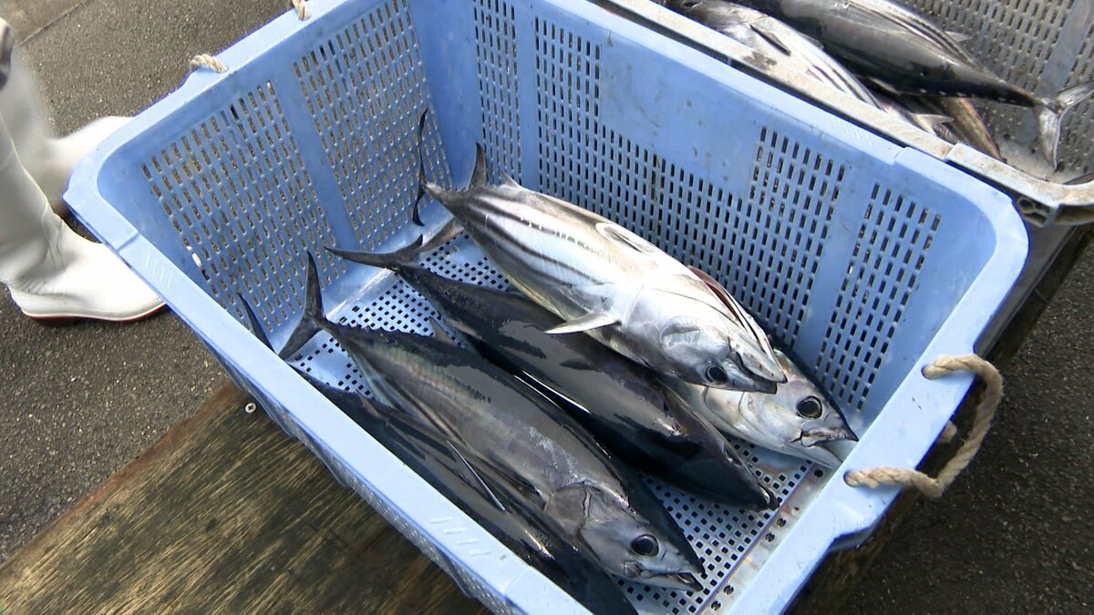 カツオが高い」全国的な不漁の影響が色濃く 販売価格1.5倍になる店も