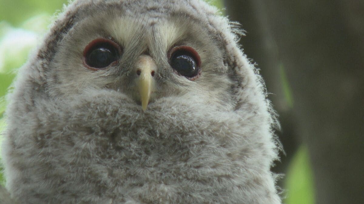 モフモフ…かわいすぎる！フクロウの赤ちゃん うとうと、ウインク